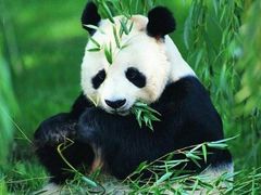 -泉州海丝野生动物世界