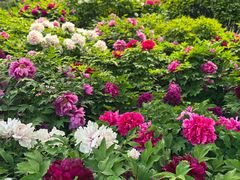 -莲花池公园