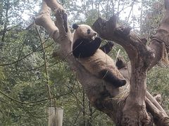 -都江堰中华大熊猫苑