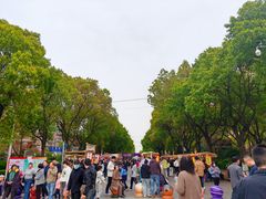 -高东镇樱花园