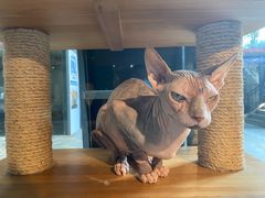 -more than meow吴止猫主题餐厅(承德 中船汇店)