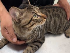 -汪喵宠物医院·骨科心脏影像·犬猫急重症ICU诊疗中心(成华分院)