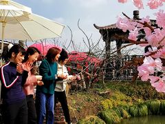 -樂桃源奉贤黄桃种植采摘基地