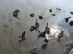 -海珠湖公园