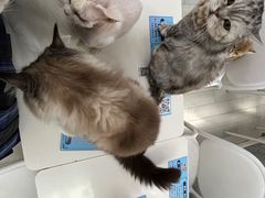 -喵的天空名猫咖啡馆·撸猫·猫舍·用品