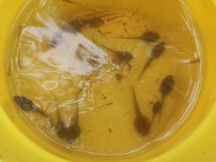 -碓臼峪自然风景区