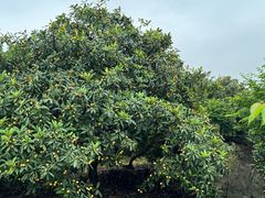 -塘栖枇杷特色园区