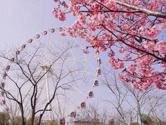 -顾村公园