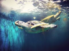 -青岛海底世界-水族馆