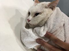 -瑞派动物医院·绝育·犬猫全科·预防医学(光景江南中店)