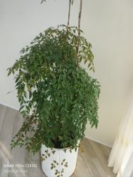 -HEYAN荷妍专业脱毛连锁机构