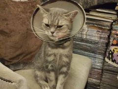 -猫色咖啡·猫咖