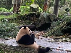 -都江堰中华大熊猫苑