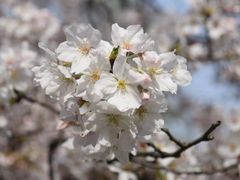 -梅花山(明孝陵内)
