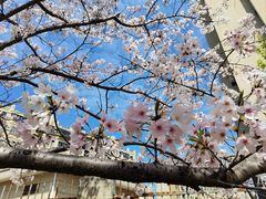 -高东镇樱花园