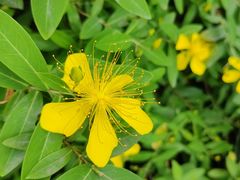 -杭州植物园