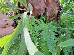 -国家植物园南园