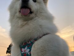 -北京京卫宠物寄养训练中心