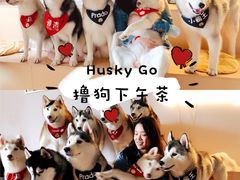 -Husky Go! 哈士奇体验馆·宠物咖啡厅狗咖