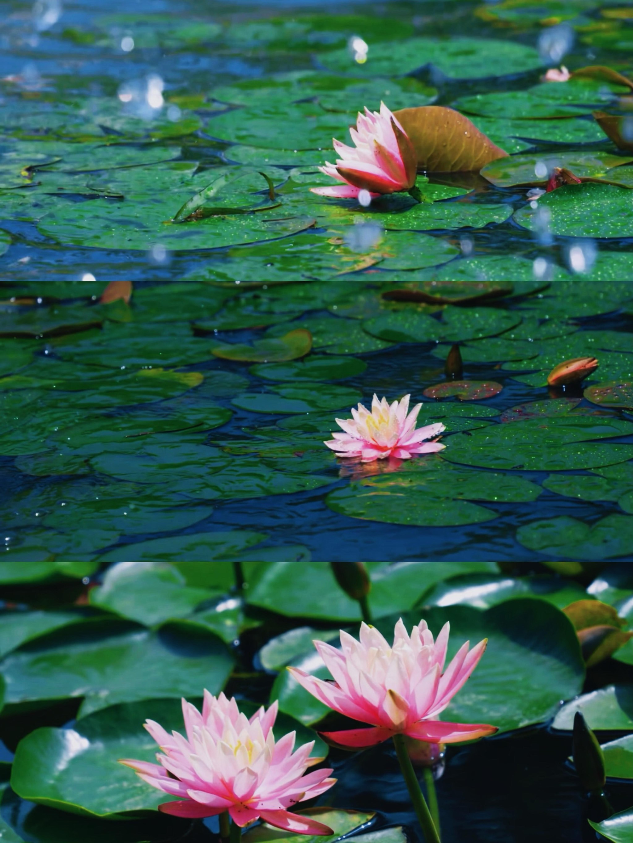 🪷白鹭湾湿地公园