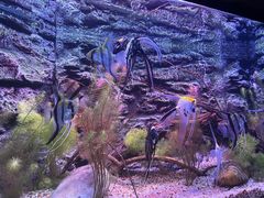 -上海海洋水族馆