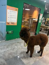 -神奇动物撸宠馆·羊驼·小浣熊·异宠(豫园店)