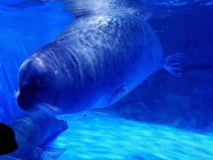 -上海海昌海洋公园-冰山北极馆