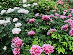 -石家庄市植物园