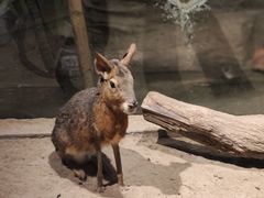 -绿色星球动物主题公园