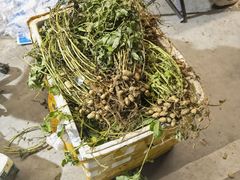 -华声天桥民俗文化园