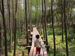 -昆山城市生态森林公园