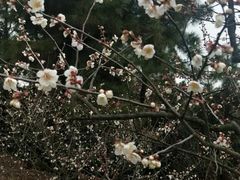 -香雪海