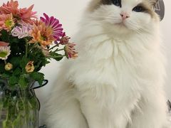 -东方名猫馆·英短金渐层布偶猫舍(环线广场1号楼店)