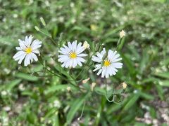 -长白岛森林公园