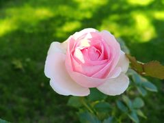 -晶吉·居酒屋·烧鸟·生鱼饭(中山区民主广场店)