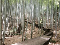 -祁门牯牛降观音堂风景区