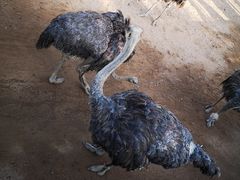 -西霞口神雕山野生动物世界
