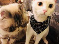 -猫色咖啡·猫咖