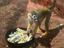 -Zoolung Zoolung动物主题公园(海信广场店)