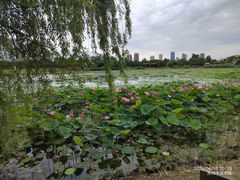 -澹台湖公园