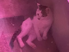 -ZING鲸鱼啤酒(葡萄院店)