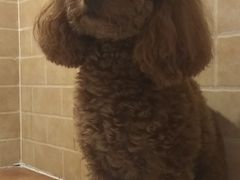 -西元前宠物酒店(郑庄府邸店)