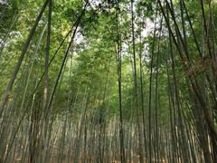 -广州市石门国家森林公园