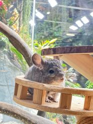 -Zoolung Zoolung动物主题公园(海信广场店)