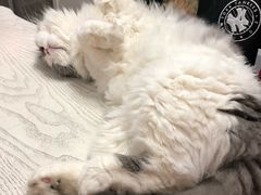 -PETKIT小佩宠物(古北店)