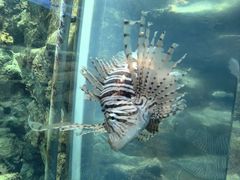 -鹿儿岛水族馆