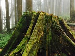 -阿里山神木遗迹