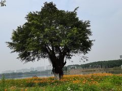 -海珠湖公园
