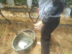 -马陆小张葡萄园农家乐