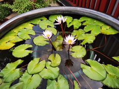 -龙华素斋(龙华路店)